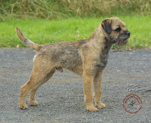 Border Terrier 9B003D-12.JPG